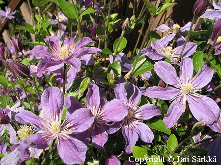 Clematis Integrifolia-ryhm 'Arabella' tarhakellokrh